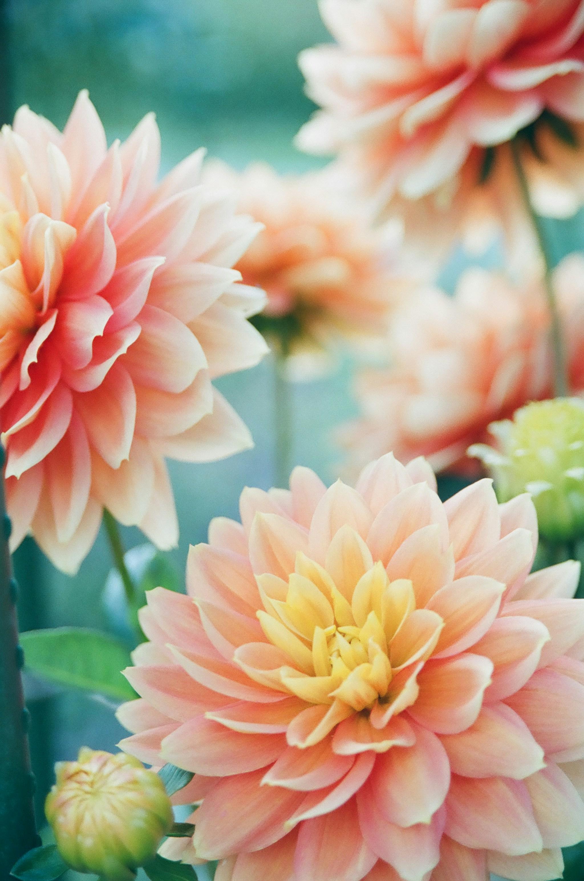 Mio Ito B_SLtmXPKNA Unsplash